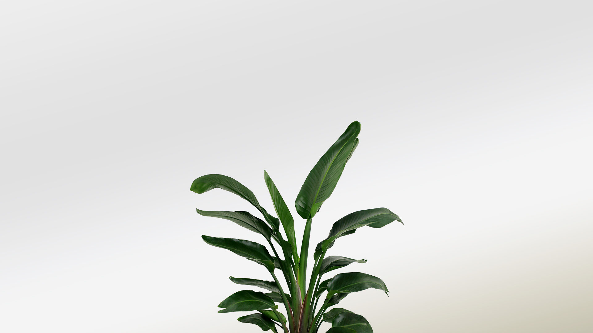 plant background
